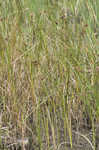 Saltmarsh bulrush